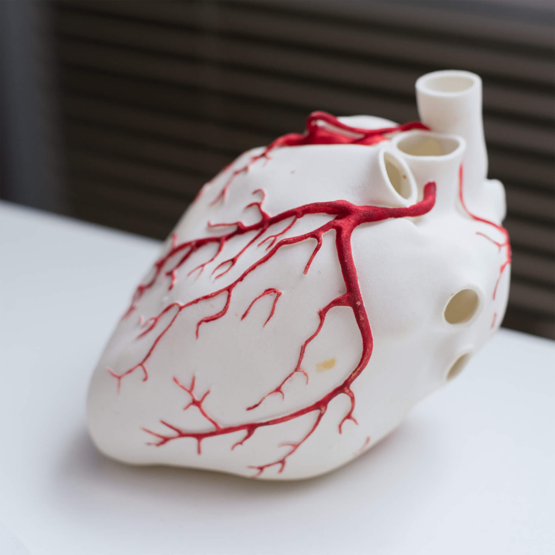 Heart model